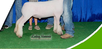 Nickle Club Lambs
