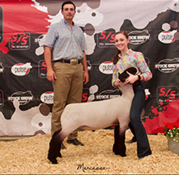 Nickle Club Lambs Winners