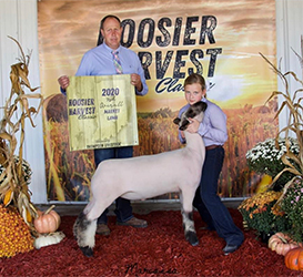 Nickle Club Lambs Winners