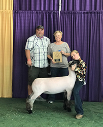 Nickles Club Lambs Winners