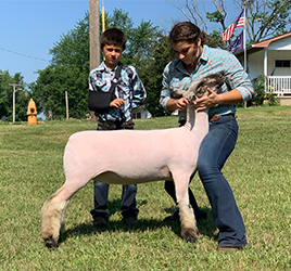 Nickles Club Lambs Winners