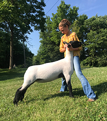 Nickles Club Lambs Winners
