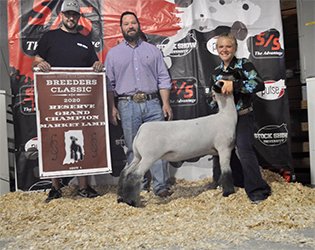 Nickles Club Lambs Winners